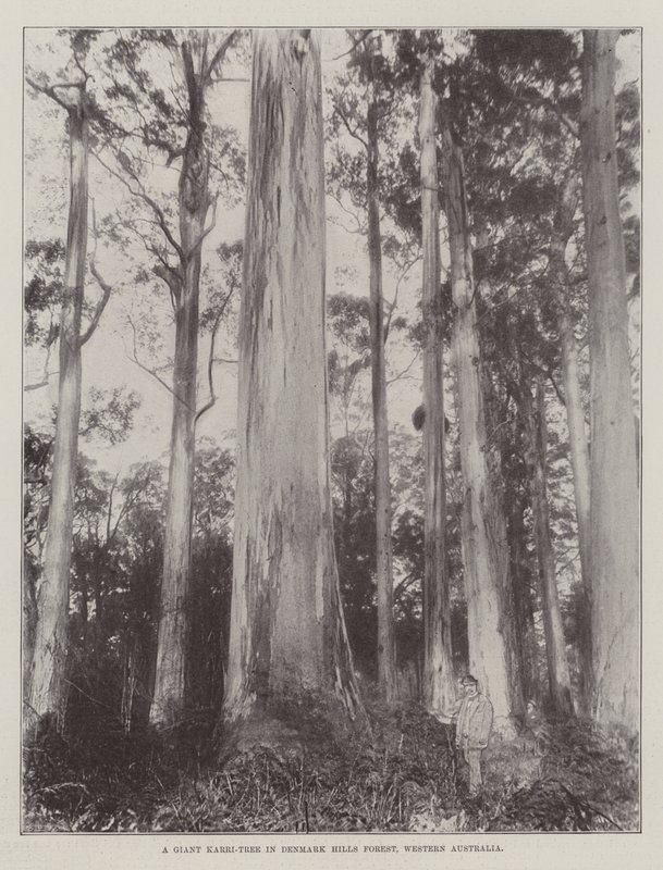 Ett jättelikt Karri-träd i Denmark Hills Forest, västra Australien av English Photographer
