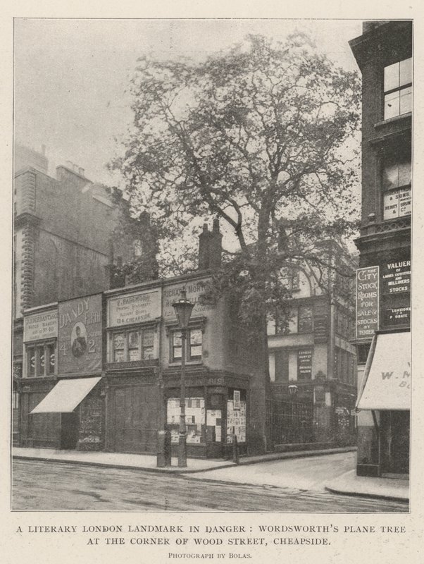 Ett litterärt landmärke i London i fara, Wordsworths platan i hörnet av Wood Street, Cheapside av English Photographer