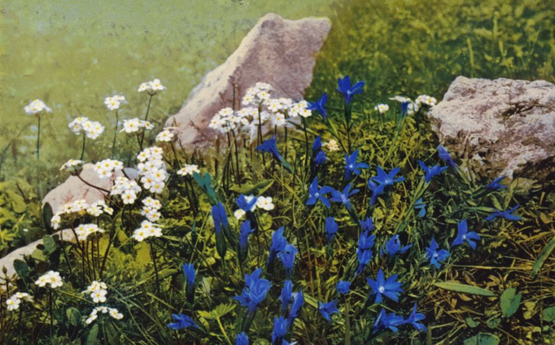 Alpina blommor: Androsace Chamaejasme och Gentiana Pumila (färgfoto) av English Photographer