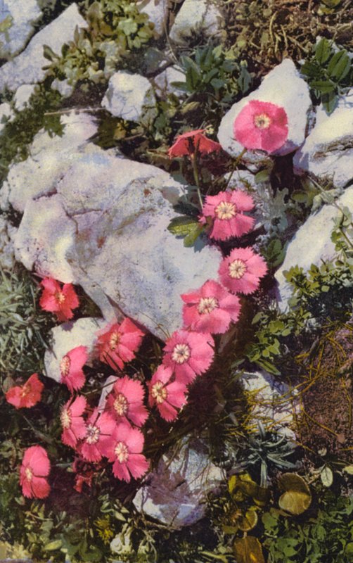 Alpina blommor: Dianthus Alpinus (färgfoto) av English Photographer