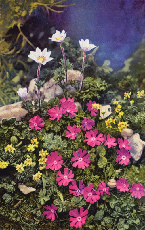 Alpina blommor: Draba Aizoides med Primula Minima (mitten) och Anemone Baldensis (baksidan) (färgfoto) av English Photographer