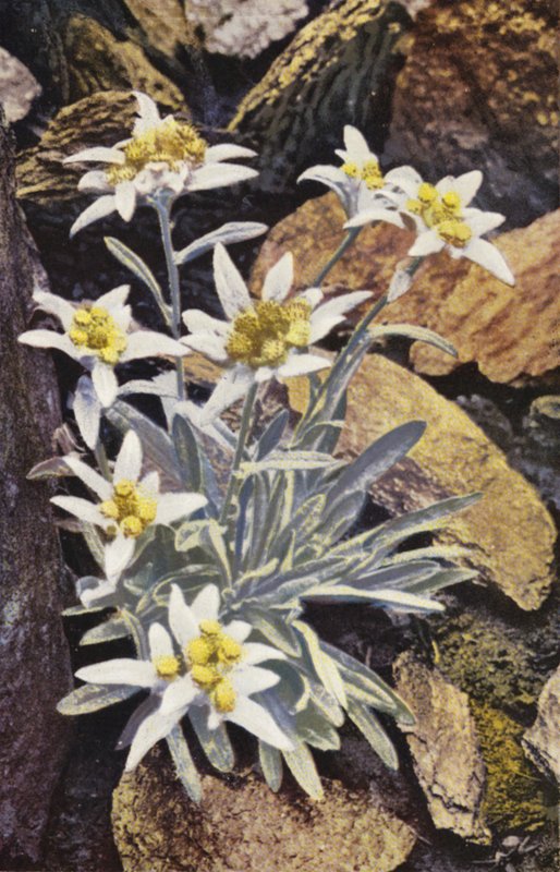 Alpina blommor: Edelweiss, Leontopodium Alpinum (färgfoto) av English Photographer