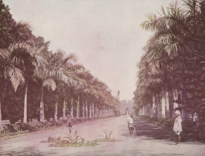 Avenue of Palms, Botanical Gardens, Calcutta (färgat foto) av English Photographer