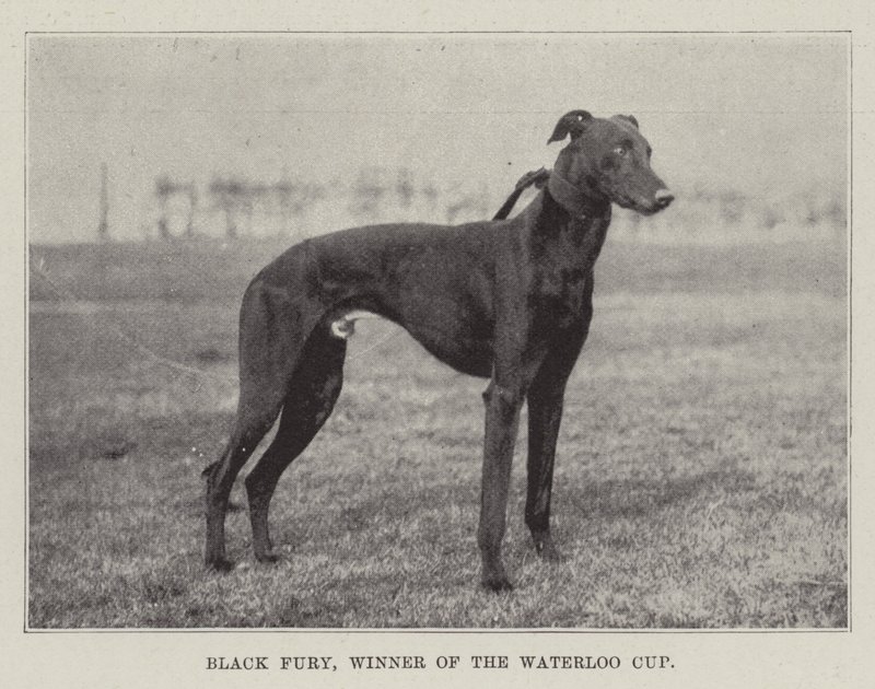Black Fury, vinnare av Waterloo Cup av English Photographer