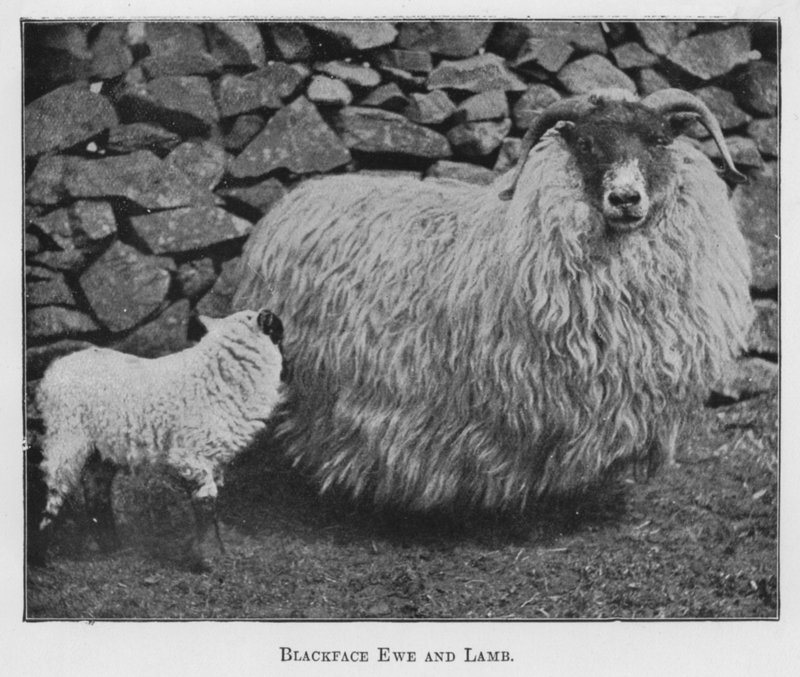 Blackface Ewe and Lamb (s/v foto) av English Photographer