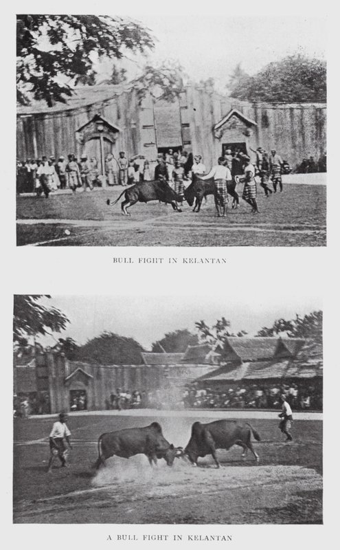 Tjurfäktning i Kelantan (s/v foto) av English Photographer