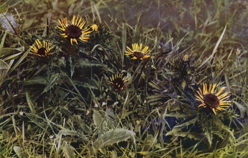 Carline Tistlar (foto) av English Photographer