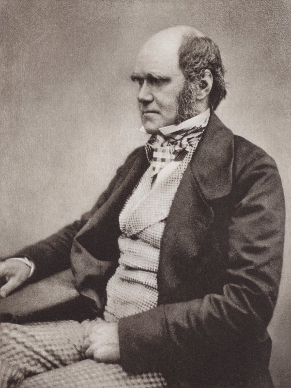 Charles Darwin, porträtt, ca 1854, efter ett fotografi av Maull  Fox (s/v-foto) av English Photographer