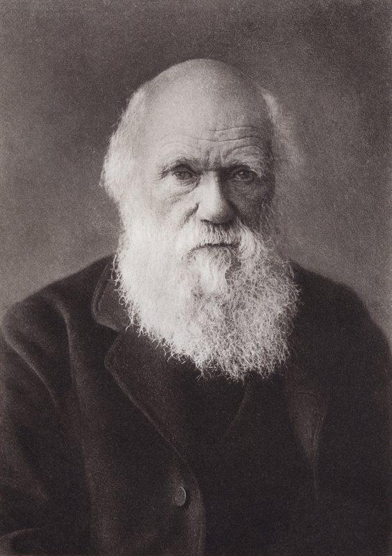 Charles Darwin, porträtt, c 1880 (s/v foto) av English Photographer