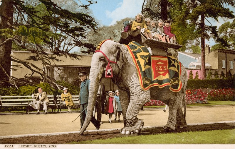 Barn njuter av en tur på elefanten Rosie, Bristol Zoo (foto) av English Photographer