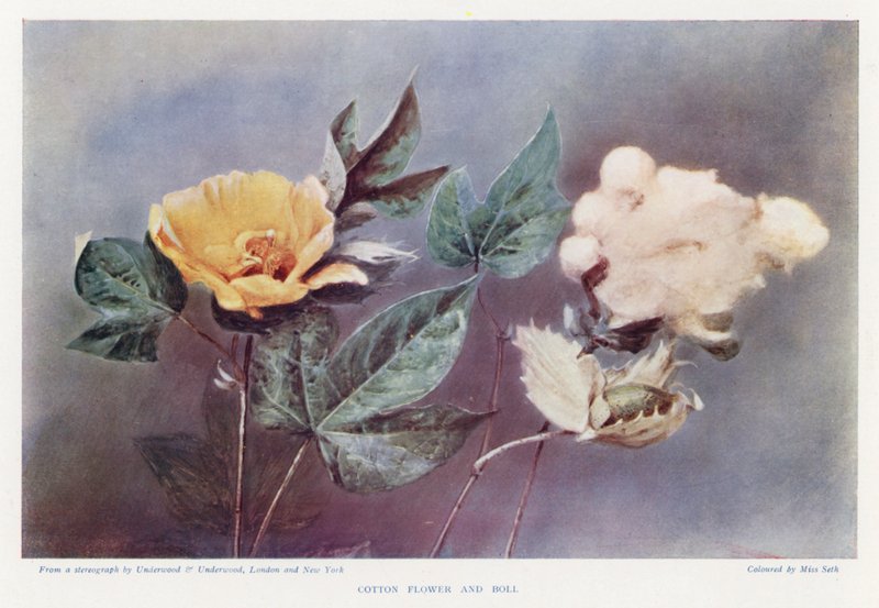 Bomullsblomma och bomullsboll (färgfoto) av English Photographer