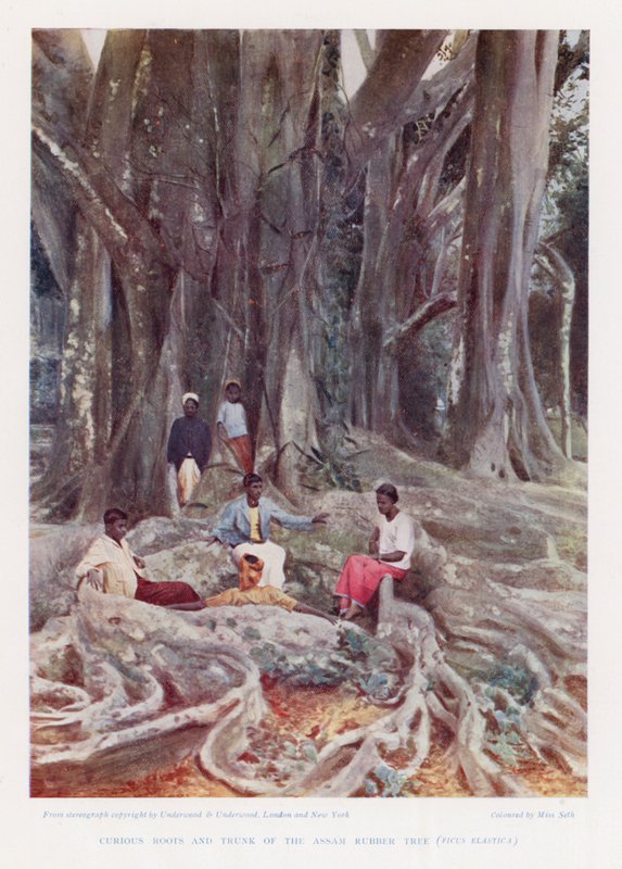Märkliga rötter och stam av gummiträdet från Assam, Ficus Elastica (färgfoto) av English Photographer