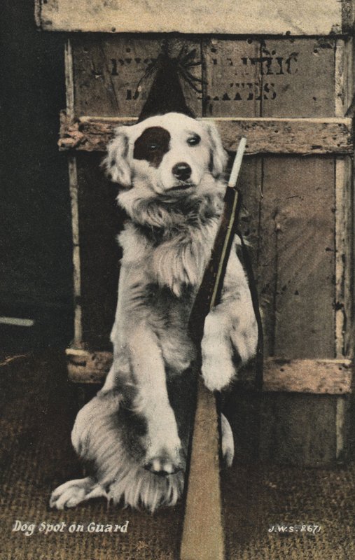 Hund som håller en pistol (färgfoto) av English Photographer