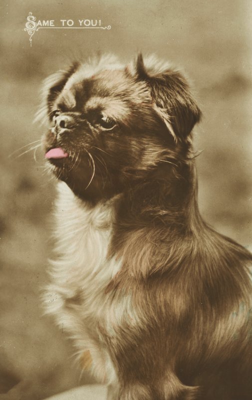 Hund som sträcker ut tungan (färgfoto) av English Photographer