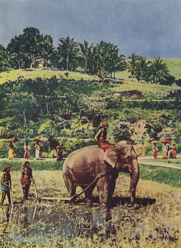 Elefant som hjälper till att plöja risfälten i Indien av English Photographer