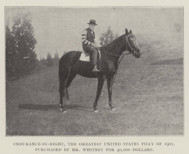 Endurance-by-Right, det största USA-stoet från 1901, köpt av Mr Whitney för 40 000 dollar av English Photographer