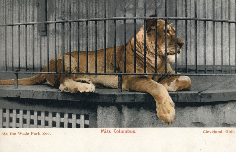 Kvinnligt lejon, Miss Columbus, Wade Park Zoo, Cleveland, Ohio (foto) av English Photographer