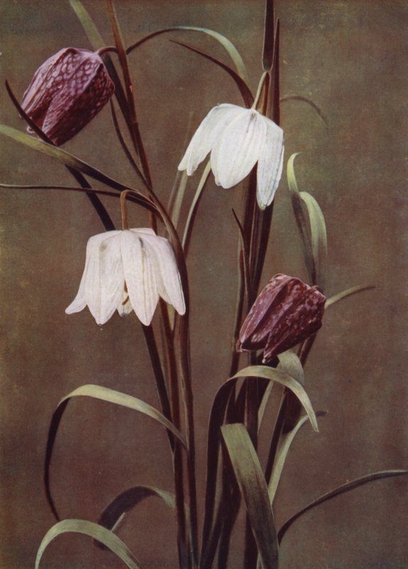 Fritillaries (foto) av English Photographer