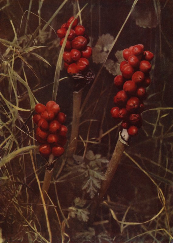 Frukt av Cuckoo-Pint (foto) av English Photographer