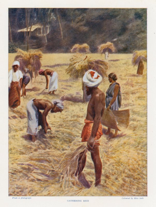 Gathering Rice (foto i färg) av English Photographer