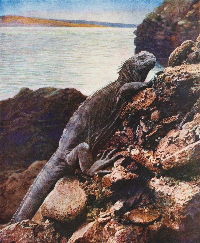 Stor marin leguan på en av Galapagosöarna (färgfoto) av English Photographer