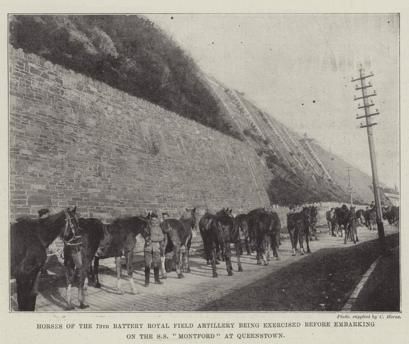 Hästar från 79th Battery Royal Field Artillery utövas innan de går ombord på SS Montford i Queenstown av English Photographer