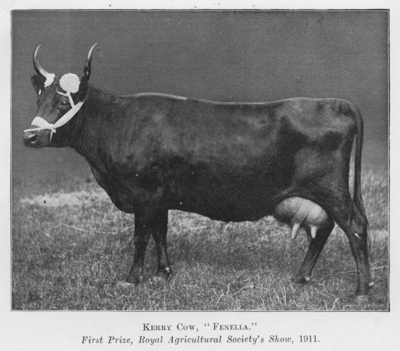 Kerry Cow, Fenella, första pris, Royal Agricultural Society