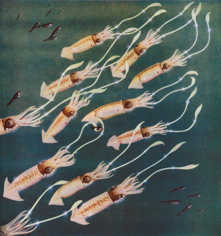 Lysande bläckfiskar i Japanska havet (färgfoto) av English Photographer