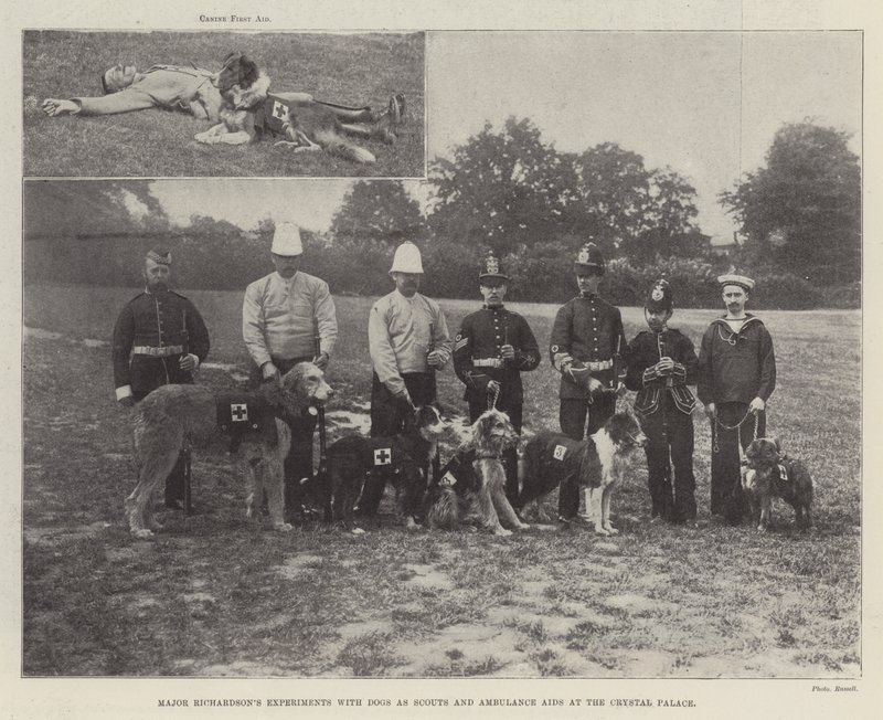 Major Richardsons experimenterar med hundar som scouter och ambulanshjälpmedel på Crystal Palace av English Photographer