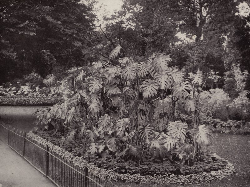 Monstera Deliciosa i Battersea Park (svartvitt foto) av English Photographer