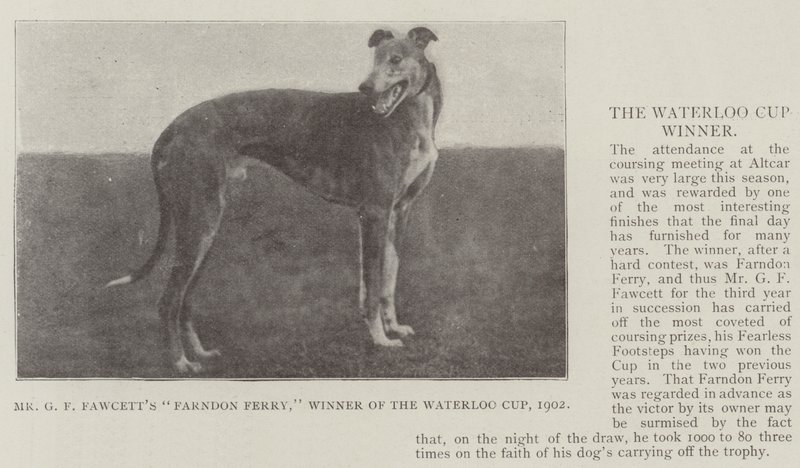 Mr GF Fawcetts Farndon Ferry, vinnare av Waterloo Cup, 1902 av English Photographer