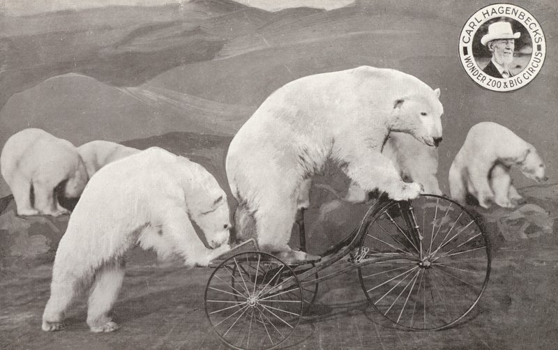Isbjörn på trehjuling, Carl Hagenbecks Wonder Zoo and Big Circus, Olympia, London (s/v foto) av English Photographer