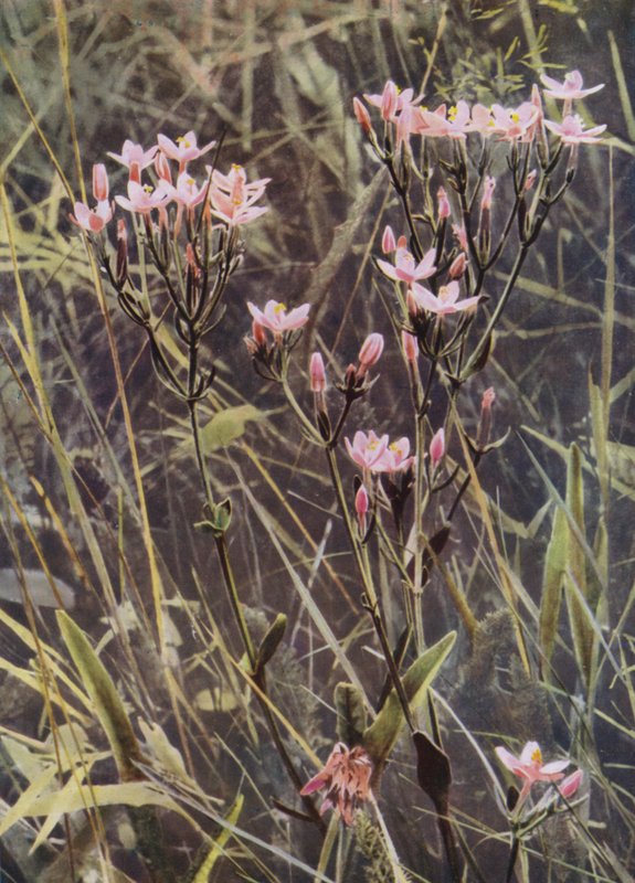 Red Centaury (foto) av English Photographer