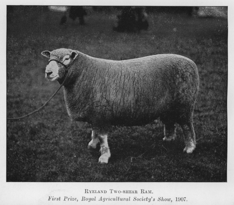 Ryeland tvåklippta ram, första pris, Royal Agricultural Society