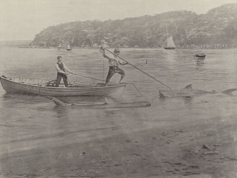 Shark Fishing, Chowder Bay av English Photographer