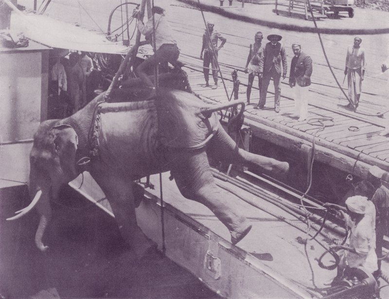 Skickar en elefant, Rangoon av English Photographer