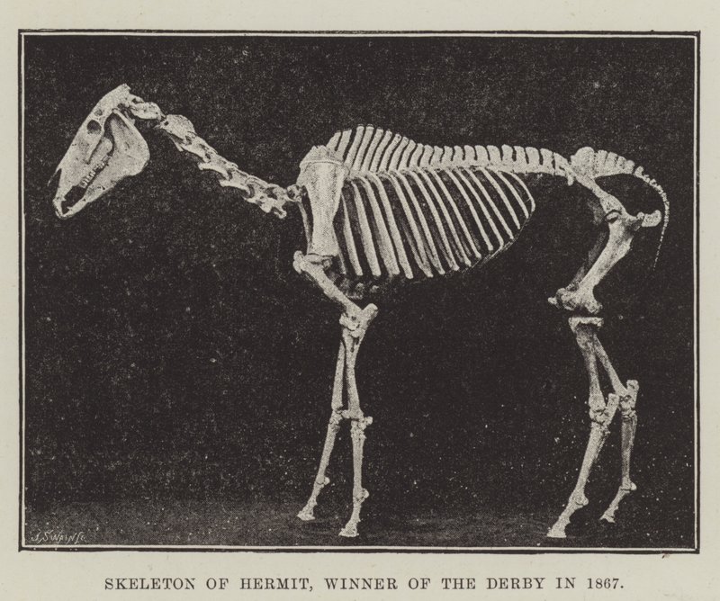 Eremitens skelett, vinnare av Derbyt 1867 av English Photographer
