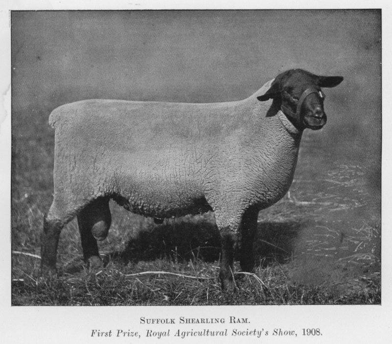 Suffolk Shearling Ram, första pris, Royal Agricultural Society