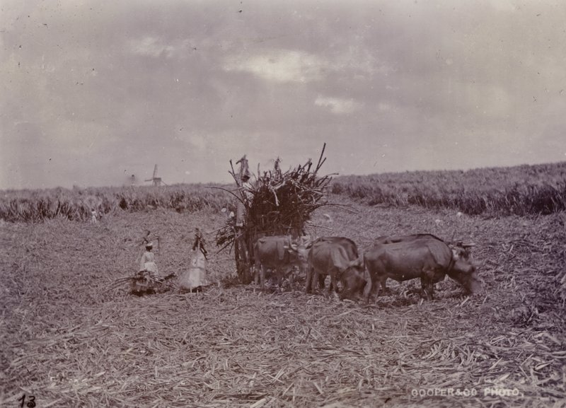 Sockerplantage, Barbados, 1880 av English Photographer