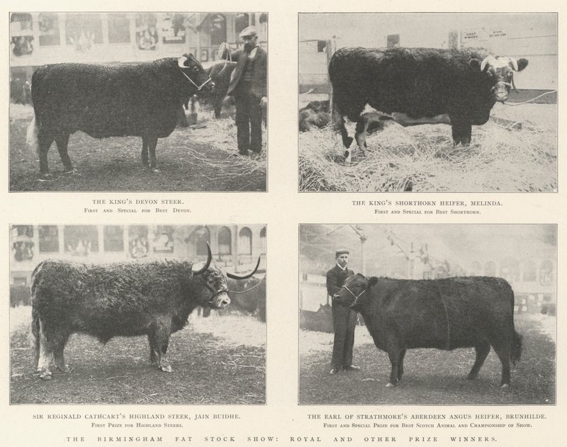 Birmingham Fat Stock Show, Royal och andra pristagare av English Photographer