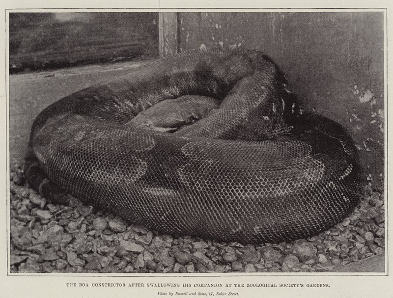 Boa Constrictor efter att ha svalt sin följeslagare vid Zoological Societys Gardens av English Photographer