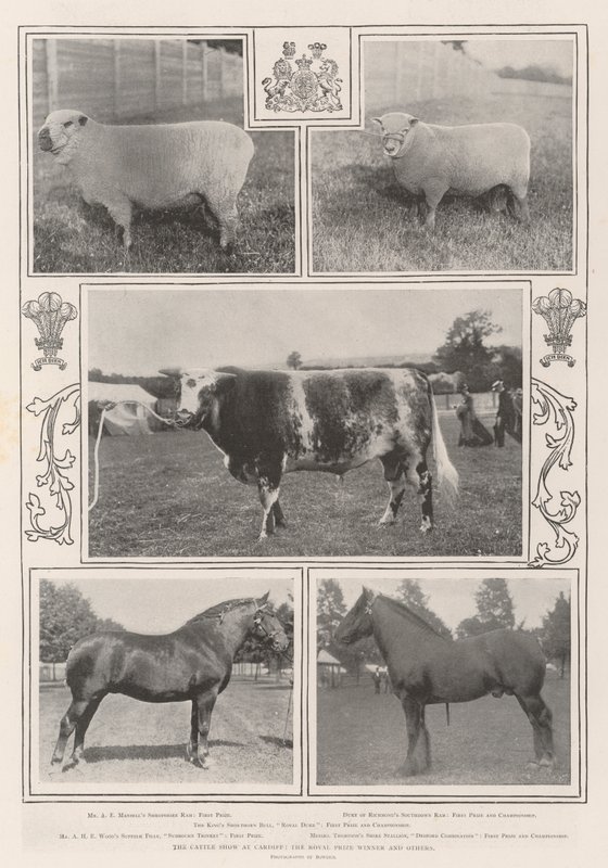 The Cattle Show i Cardiff, Royal Prize Winner och andra av English Photographer