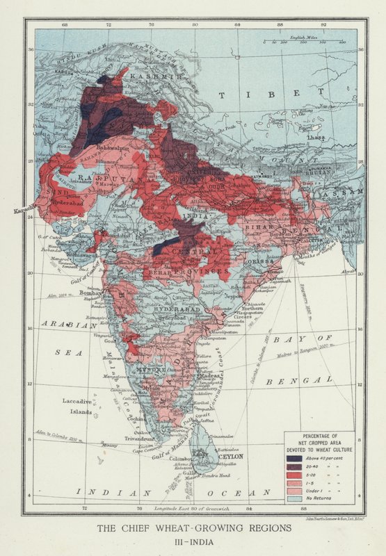 De främsta veteodlande regionerna, Indien (foto) av English Photographer