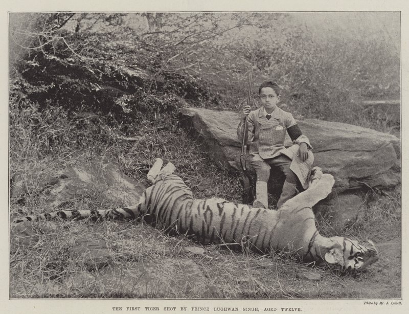 Den första tigern skjuten av prins Bughwan Singh, tolv år gammal av English Photographer