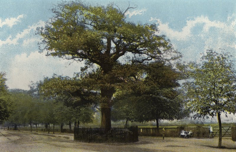 Midland Oak, Leamington av English Photographer