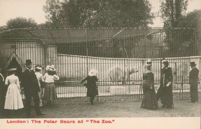 Isbjörnarna på Zoo, London av English Photographer