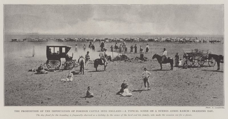Förbudet mot import av utländsk boskap till England, en typisk scen på en ranch i Buenos Ayres, varumärkesdag av English Photographer