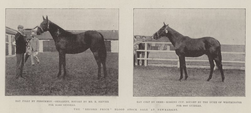 Rekordpriset på blodaktieförsäljning på Newmarket av English Photographer