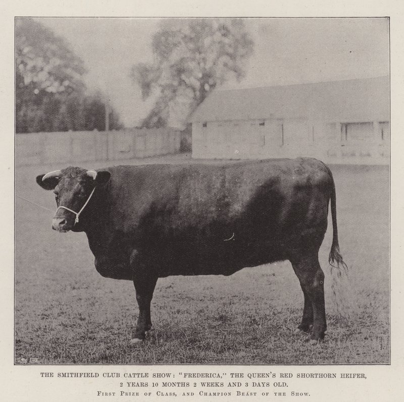 Smithfield Club Cattle Show, Frederica, Queens Red Shorthorn Kviga, 2 år 10 månader 2 veckor och 3 dagar gammal av English Photographer