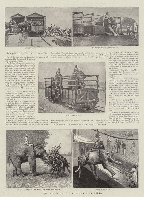 Transporten av elefanter i Indien av English Photographer